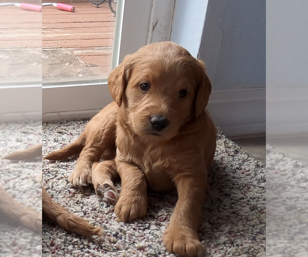 Medium Photo #2 Labradoodle Puppy For Sale in MESA, AZ, USA