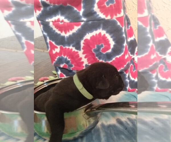 Medium Photo #1 Cane Corso Puppy For Sale in PIGGOTT, AR, USA