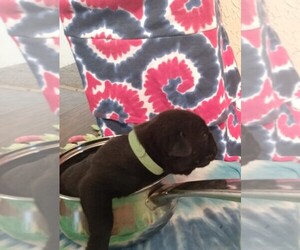 Cane Corso Puppy for sale in PIGGOTT, AR, USA
