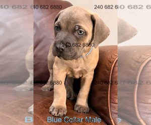Medium Cane Corso