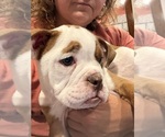 Junior - Male Olde English Bulldogge Puppy for Sale - Photo #2