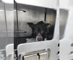 American Pit Bull Terrier-Unknown Mix Dogs for adoption in San Antonio, TX, USA