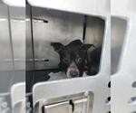 Small American Pit Bull Terrier Mix