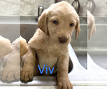 Small Photo #5 Labradoodle Puppy For Sale in REXBURG, ID, USA