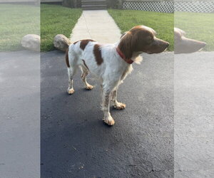 TN/Hank Jr - Male - Mix Dog for Adoption - Photo #7