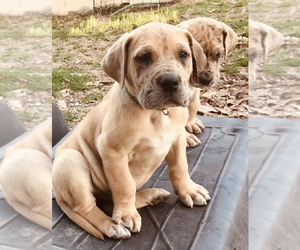 Great Dane Puppy for sale in THOMSON, GA, USA