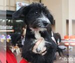 Small Photo #6 Jack Russell Terrier-Unknown Mix Puppy For Sale in Washington, DC, USA
