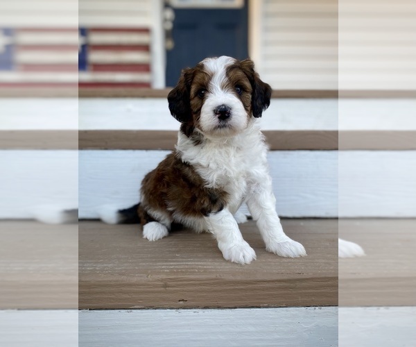Medium Photo #2 Aussiedoodle Puppy For Sale in CONWAY, MO, USA