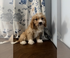 Cavapoo (Miniature) Puppy for Sale in DURHAM, Connecticut USA