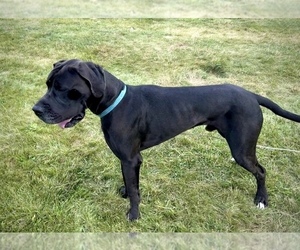 Great Dane Puppy for sale in WAKARUSA, IN, USA