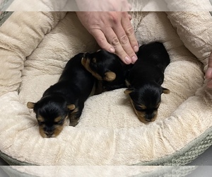 Yorkshire Terrier Puppy for sale in HENDERSON, TX, USA