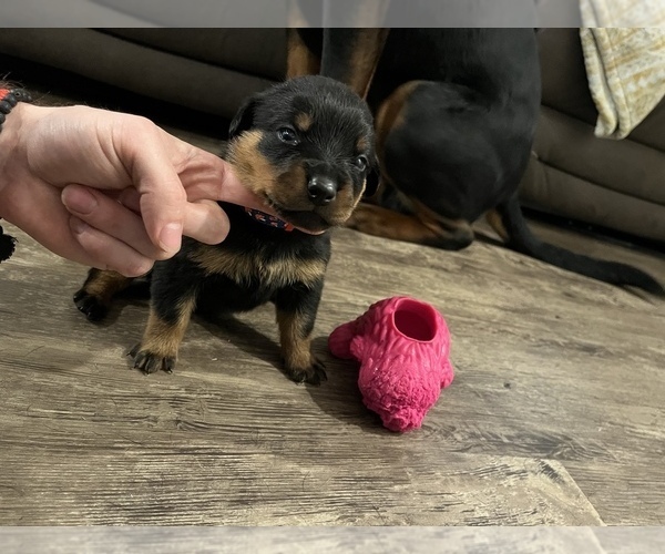 Medium Photo #9 Rottweiler Puppy For Sale in ZEPHYRHILLS, FL, USA
