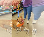 Small #7 American Pit Bull Terrier-Labrador Retriever Mix