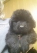 Small Photo #1 Newfoundland Puppy For Sale in WASHINGTN C H, OH, USA