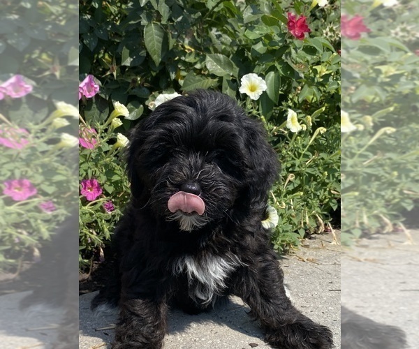 Medium Photo #5 Lhasa Apso-Poodle (Toy) Mix Puppy For Sale in CANOGA, NY, USA
