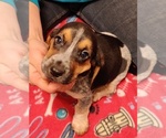 Small Photo #2 Bagle Hound-Basset Hound Mix Puppy For Sale in CENTRALIA, WA, USA