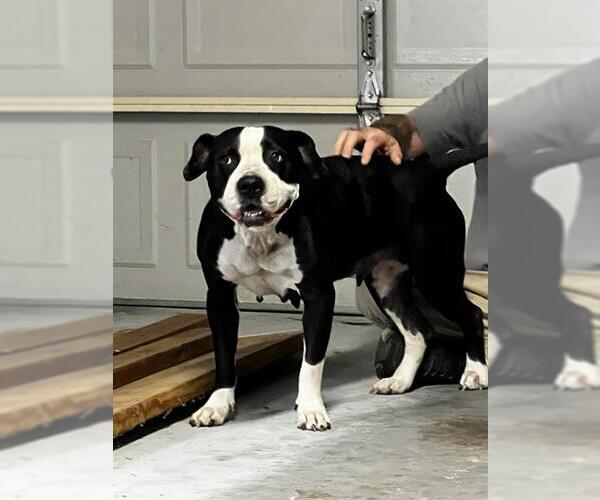 Medium Photo #1 American Staffordshire Terrier-Unknown Mix Puppy For Sale in San Antonio, TX, USA