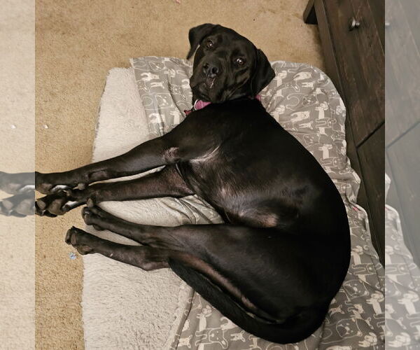 Medium Photo #5 American Pit Bull Terrier-Unknown Mix Puppy For Sale in Fargo, ND, USA