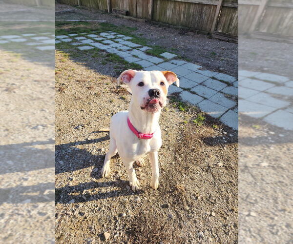 Medium Photo #8 Mutt Puppy For Sale in Evansville, IN, USA