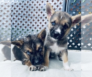 German Shepherd Dog Puppy for Sale in CHESTERFIELD, Michigan USA