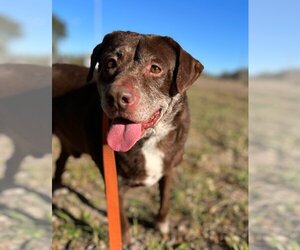Chesapeake Bay Retriever-Unknown Mix Dogs for adoption in Austin, TX, USA