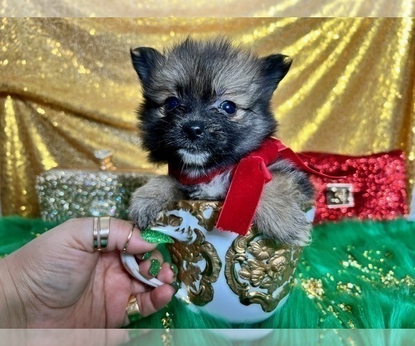 Medium Photo #11 Pomeranian Puppy For Sale in HAYWARD, CA, USA