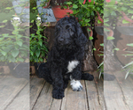 Puppy Oreo Goldendoodle