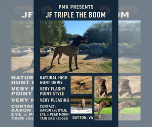 German Shorthaired Pointer Puppy for sale in DAYTON, VA, USA