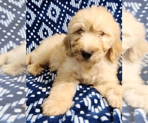 Labradoodle Puppy for Sale in AIKEN, South Carolina USA