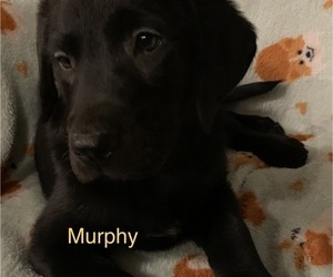 Labrador Retriever Puppy for sale in SPOTSYLVANIA, VA, USA