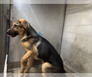 German Shepherd Dog Dogs for adoption in San Bernardino, CA, USA