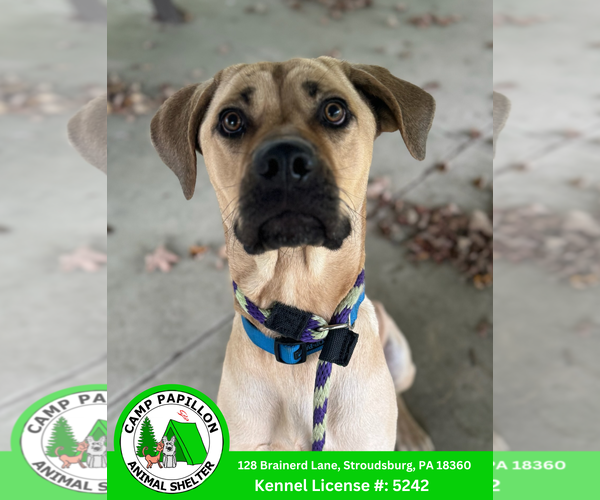 Medium Photo #4 Mutt Puppy For Sale in Stroudsburg, PA, USA