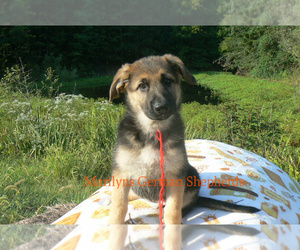German Shepherd Dog Puppy for sale in PIEDMONT, MO, USA