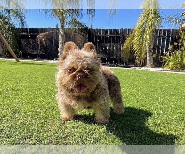 Medium Photo #1 French Bulldog Puppy For Sale in SOUTH GATE, CA, USA