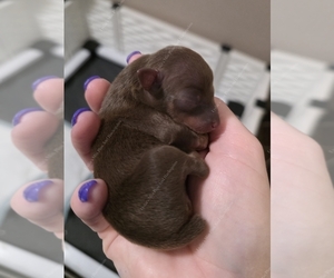 Miniature Pinscher Puppy for sale in OLATHE, KS, USA