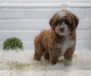 Medium Cocker Spaniel-Poodle (Miniature) Mix