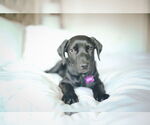 Small #8 Labrador Retriever-Retriever  Mix