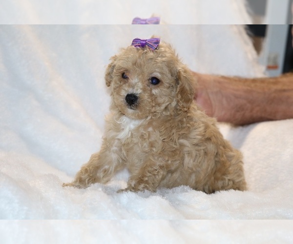 Medium Photo #9 Poodle (Toy) Puppy For Sale in DYERSBURG, TN, USA