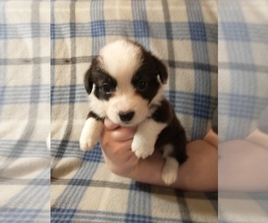 Cardigan Welsh Corgi Puppy for sale in DEFUNIAK SPGS, FL, USA