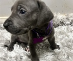 Small Photo #5 Great Dane Puppy For Sale in NEW HAVEN, CT, USA