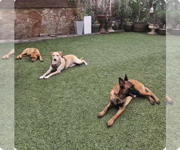 Medium Photo #11 Golden Retriever-Unknown Mix Puppy For Sale in Escondido, CA, USA