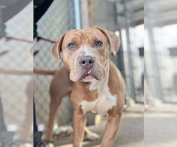 Medium Photo #4 American Pit Bull Terrier-Unknown Mix Puppy For Sale in New London, WI, USA