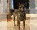 Small Photo #1 Belgian Malinois Puppy For Sale in BARTLESVILLE, OK, USA