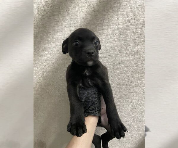 Medium Photo #1 Labrador Retriever Puppy For Sale in Stockton, CA, USA