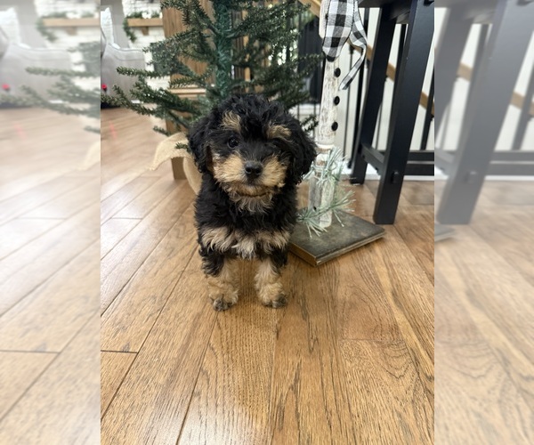 Medium Photo #10 Poodle (Miniature) Puppy For Sale in CENTRALIA, IL, USA
