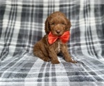 Small #7 Cockapoo (Miniature)