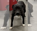 GIRL - Female Labrador Retriever-Unknown Mix Dog for Adoption - Small photo