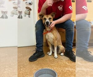 Collie-Unknown Mix Dogs for adoption in Orangeburg, SC, USA