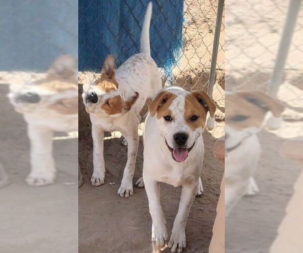Medium Photo #2 Labrador Retriever-Unknown Mix Puppy For Sale in Pena Blanca, NM, USA