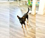 Small Doxie-Pin